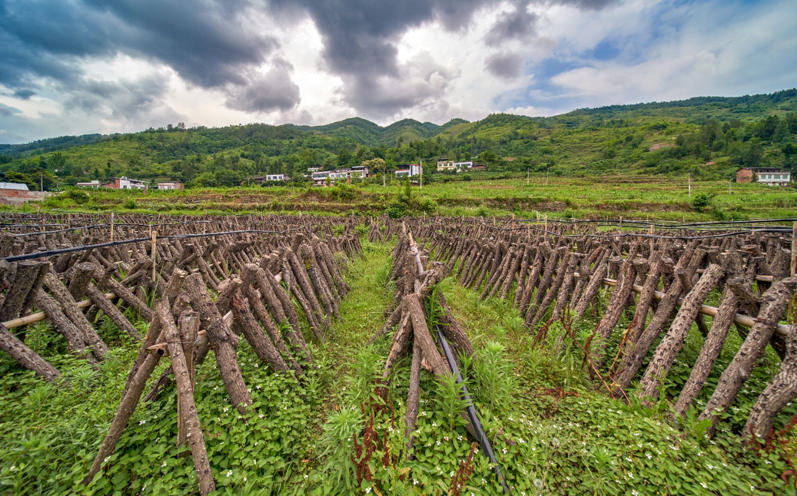云阳泥溪镇黑木耳产业示范园.jpg 云阳泥溪镇黑木耳产业示范园.jpg