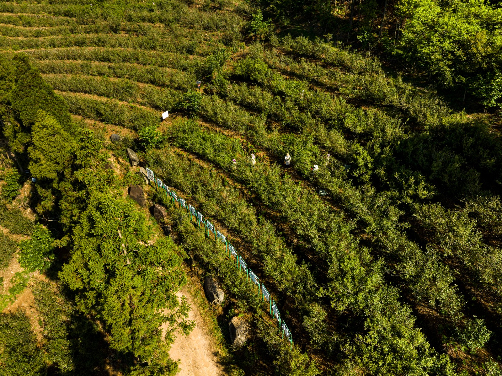 DJI_0706.jpg